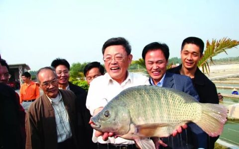 吉奥罗非鱼亲鱼
