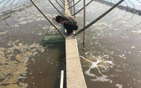 虾塘盖棚