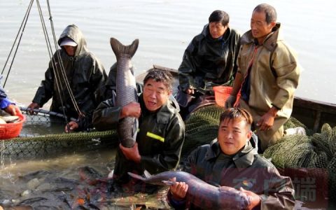 草鱼、黄金鲫、黄河鲤、花白鲢、镜鲤等，年产值在1.4亿元