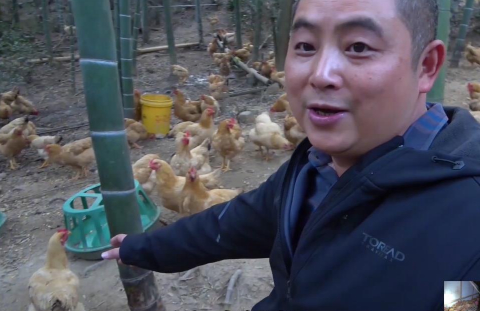 王胖养鸡赚大钱，供不应求背后的艰辛几人知？饲料成本几度上涨！