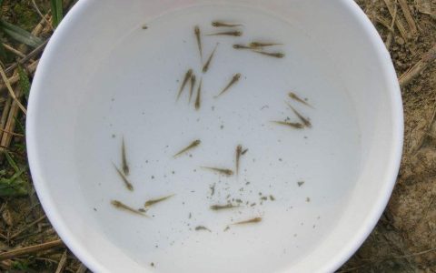 泥鳅苗