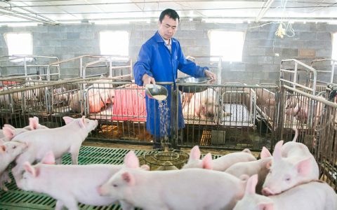 猪场夏季抗应激措施，通风如何防疫？