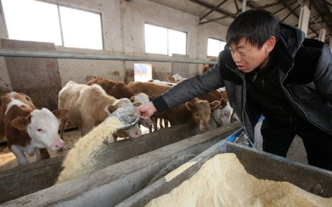 冬季养牛应适量加补精饲料