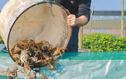 单硅酸促虾蟹蜕壳