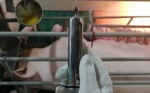 张敏敏准备给猪仔注射疫苗