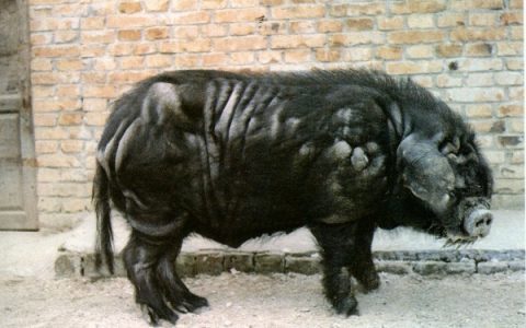 汉江黑猪（公）