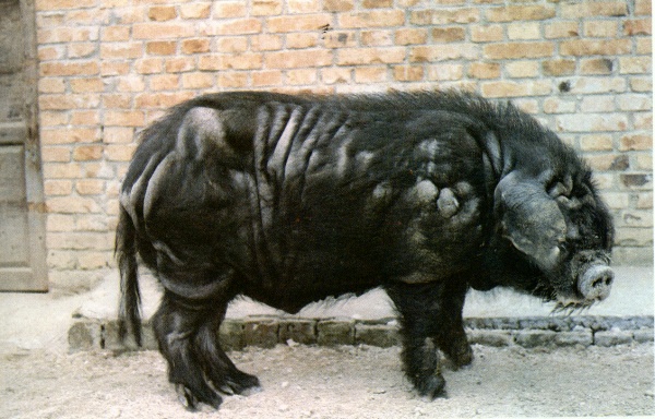 汉江黑猪（公）