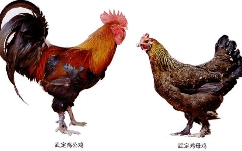 武定鸡