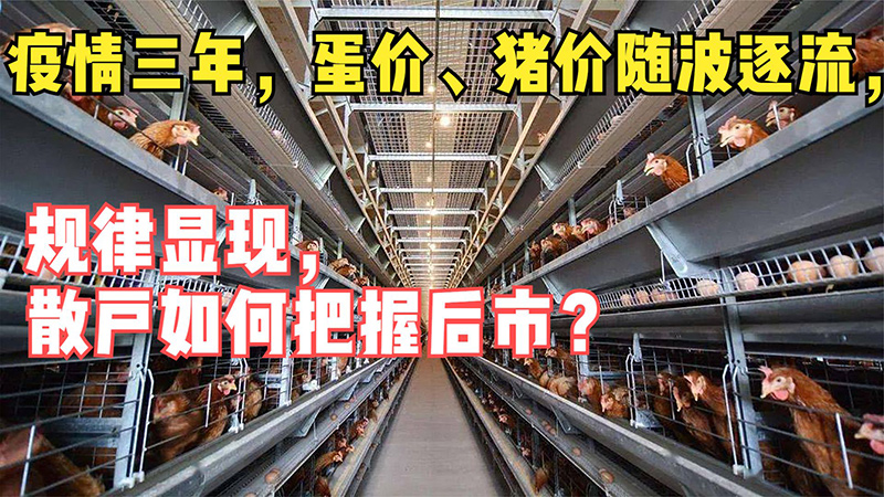 蛋价分析