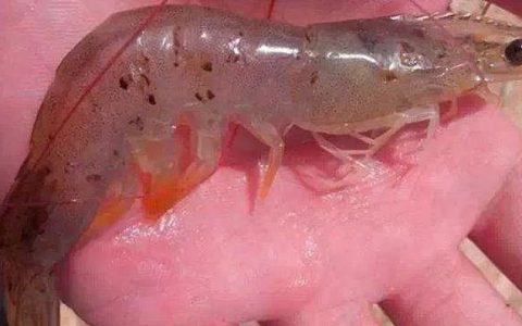 对虾亚硝中毒