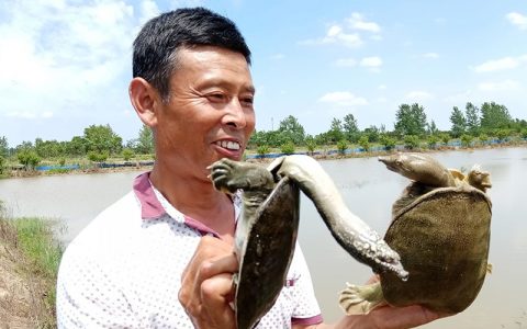 青鱼塘套养甲鱼