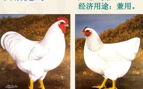 白洛克鸡