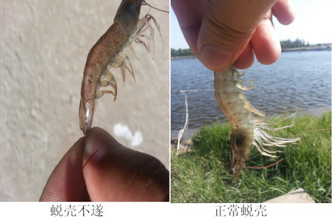 对虾蜕壳不遂