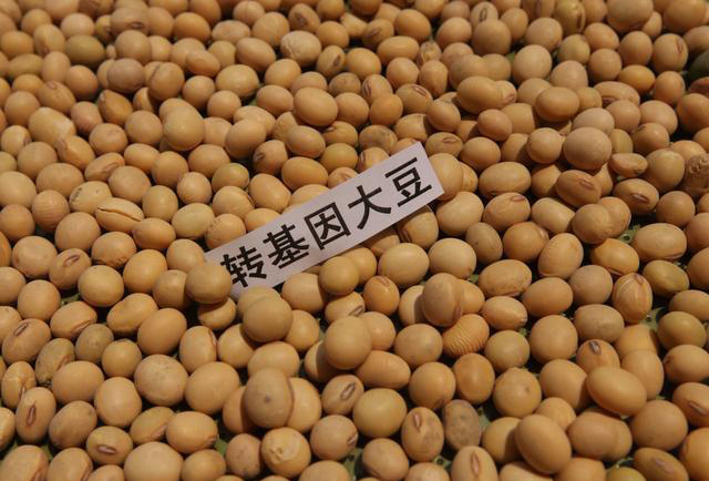 转基因大豆