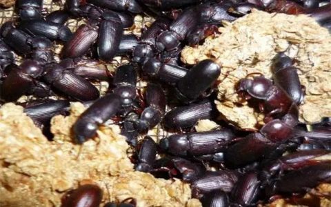 黄粉虫成虫