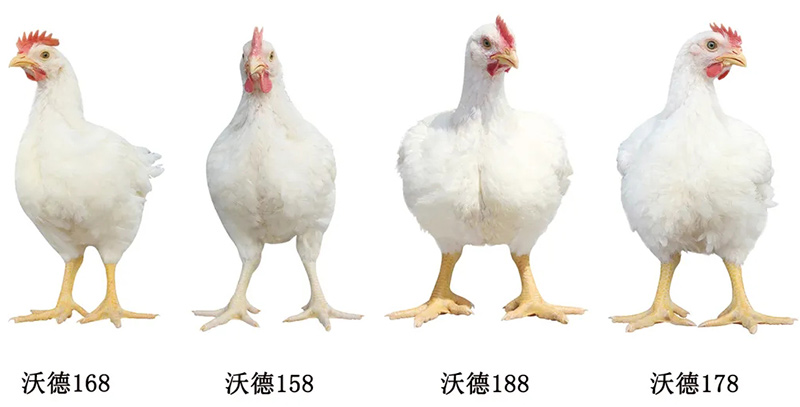 沃德系（峪口禽业）