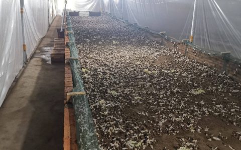 白玉蜗牛