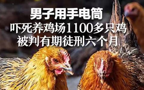 手电筒吓死鸡，应激炸群要预防