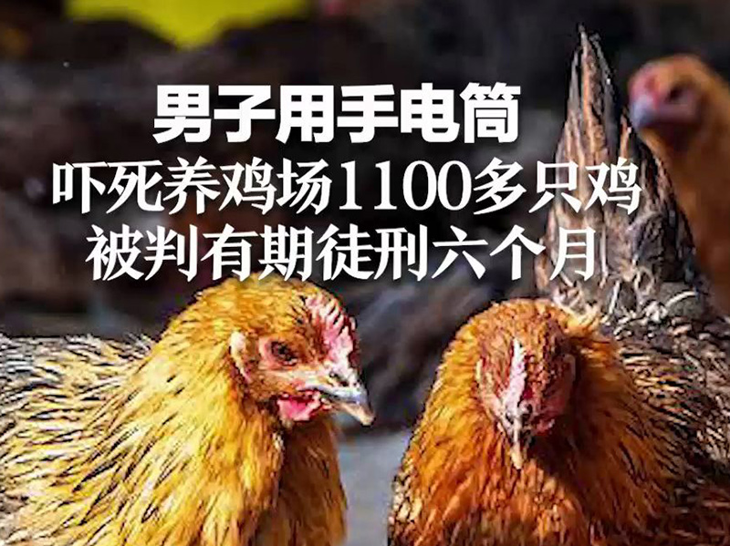 手电筒吓死鸡，应激炸群要预防