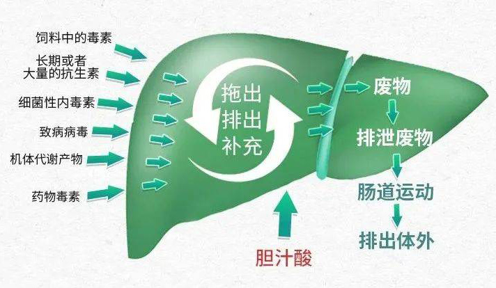 胆汁酸