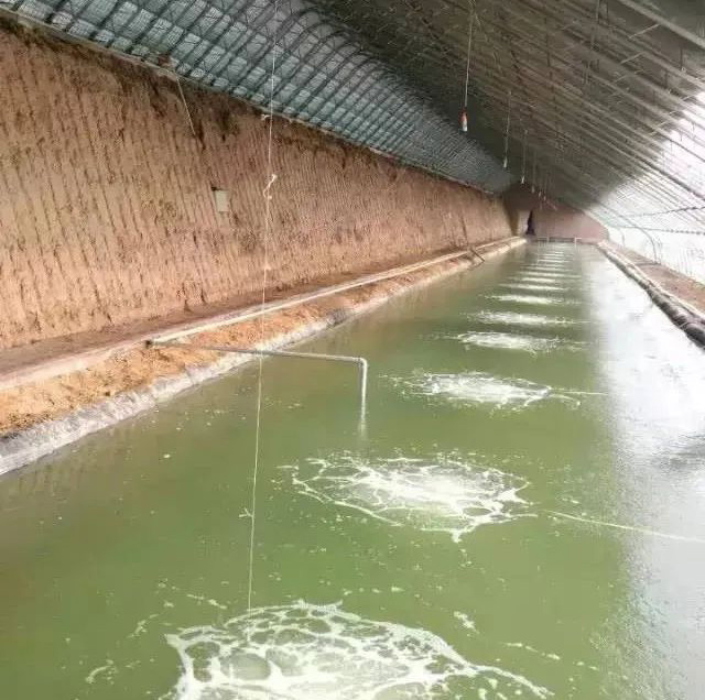 小棚养虾