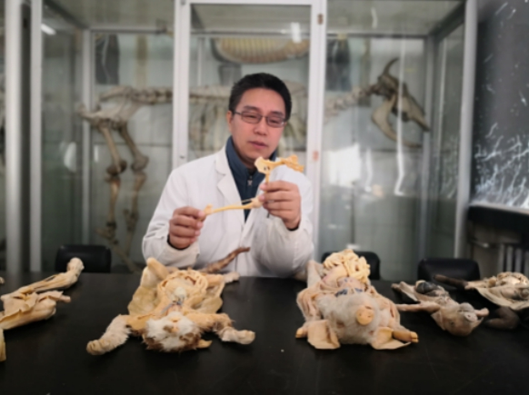 　罗继龙，东北农业大学教师。畜禽专家。