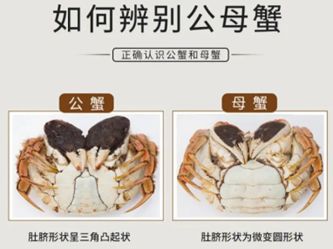 教您1分钟辨识螃蟹公母