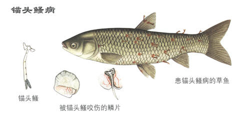 【水产寄生虫】锚头鳋