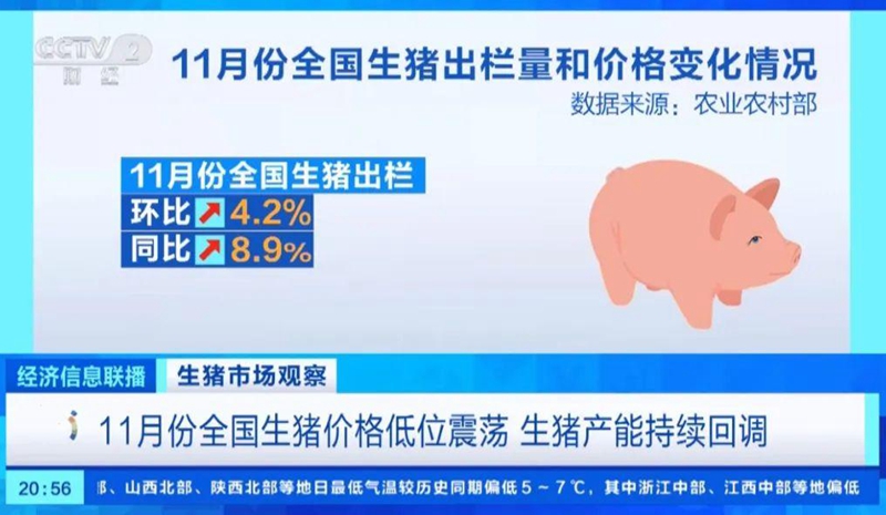 2023.11月，全国生猪出栏量环比上涨4.2%