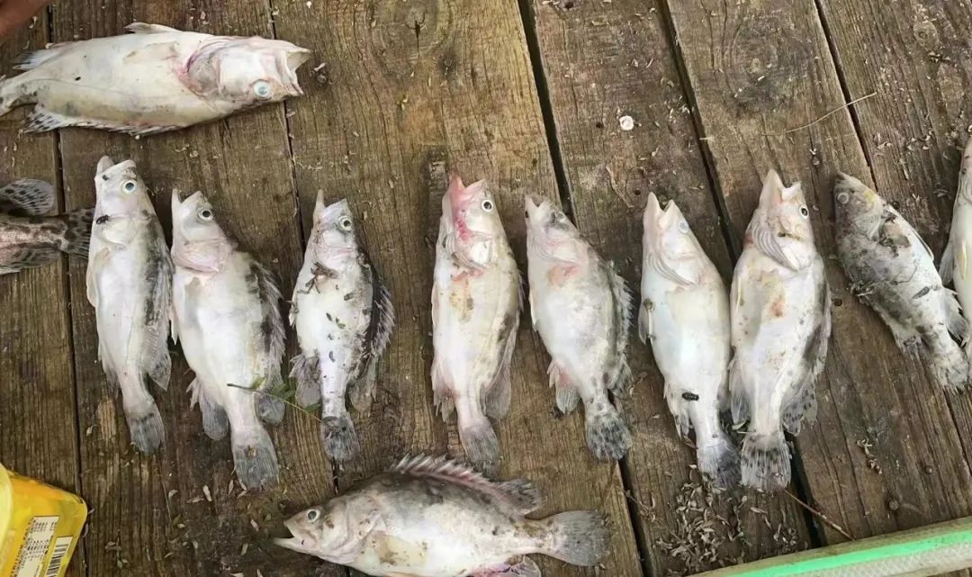 鳜鱼虹彩病毒