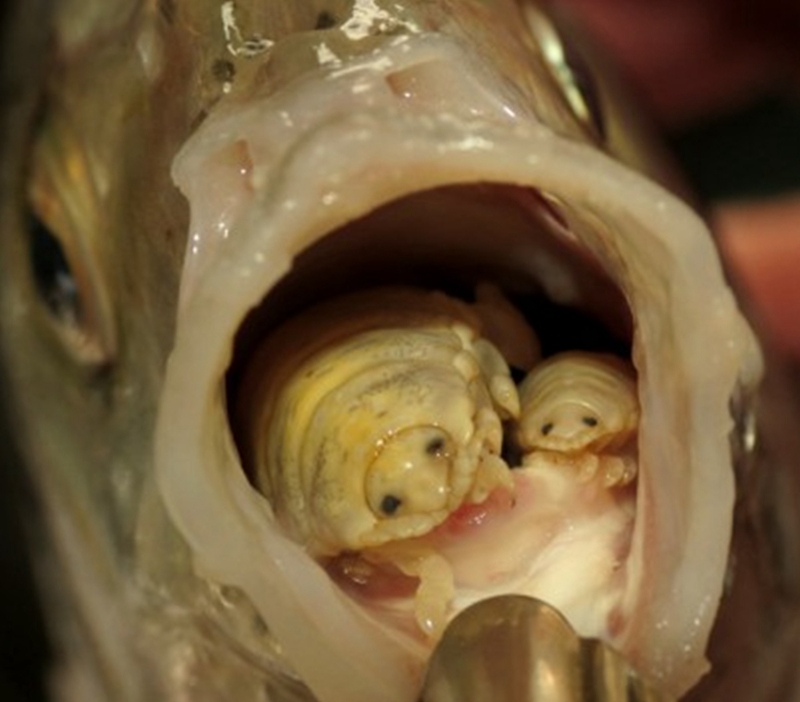 鱼体寄生虫