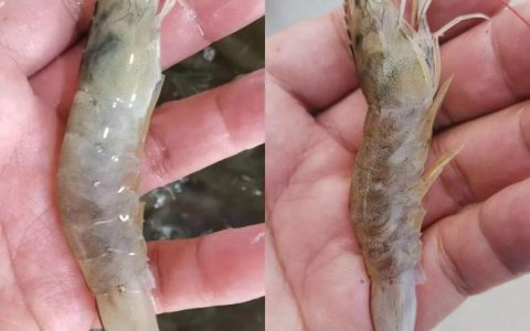虾传染性肌肉坏死病毒