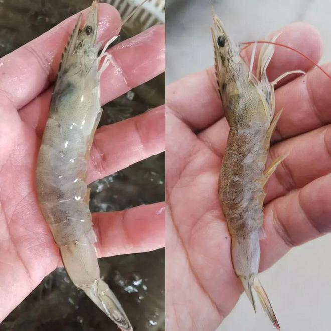 虾传染性肌肉坏死病毒