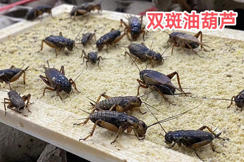 蟋蟀养殖，双斑油葫芦