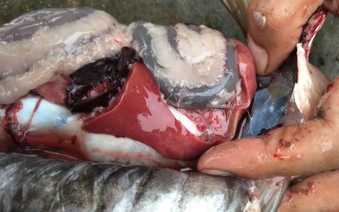 草鱼肝胆综合症的诊断、预防治疗