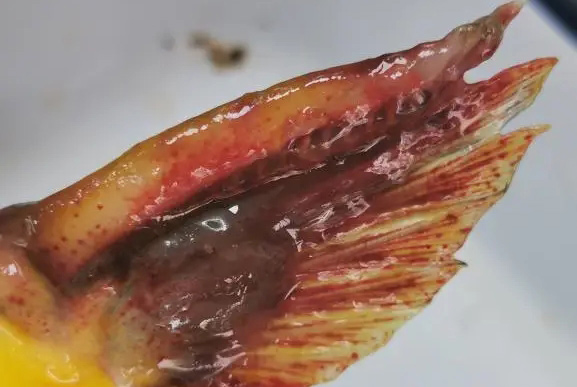 夏季高温，谨防黄颡鱼链球菌，传染性、难治愈