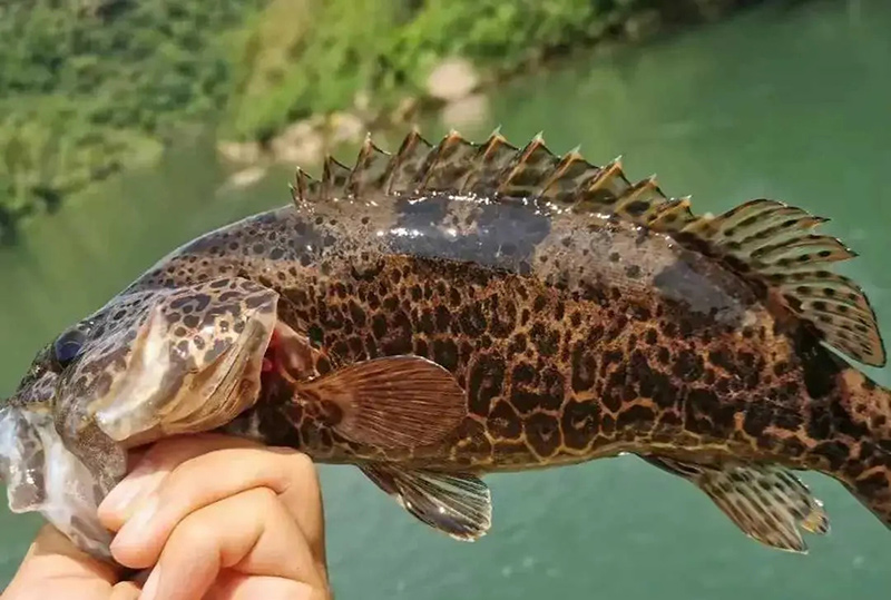 鳜鱼养殖