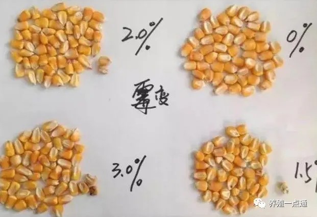 玉米霉菌毒素含量和外观