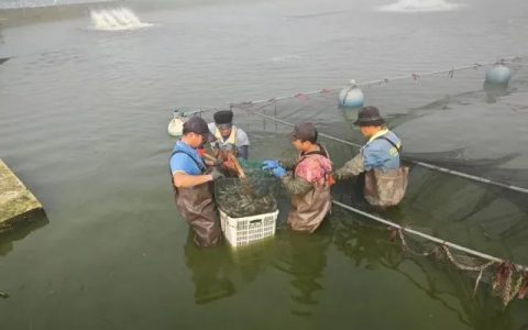 虾塘出虾