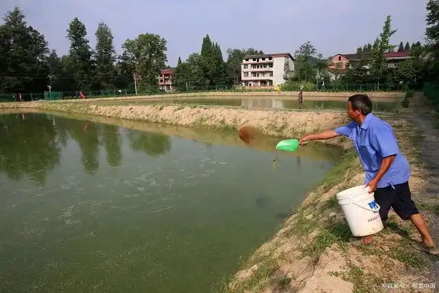 鱼塘拌药