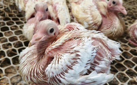 【肉鸽养殖】肉鸽繁殖力提升PSY，公母鸽最讲一夫一妻，二胎最多，三胎四胎难养