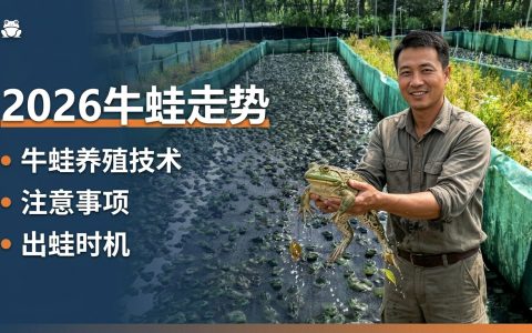 牛蛙行情